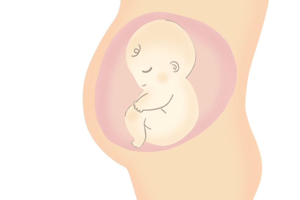 お腹の中にいる赤ちゃんのイラスト