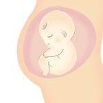 お腹の中にいる赤ちゃんのイラスト